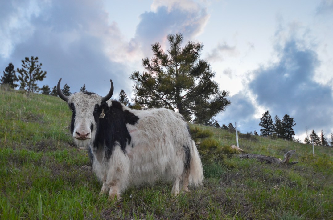 evs-dechen-in-sunset-3525